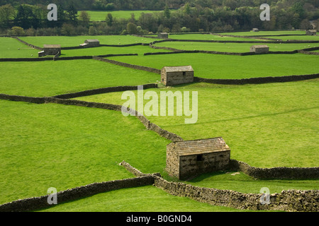 Die markante Trockensteinmauern und Scheunen von Swaledale erstellen Sie ein Muster in die Felder in der Nähe von Gunnerside, Yorkshire Dales Stockfoto