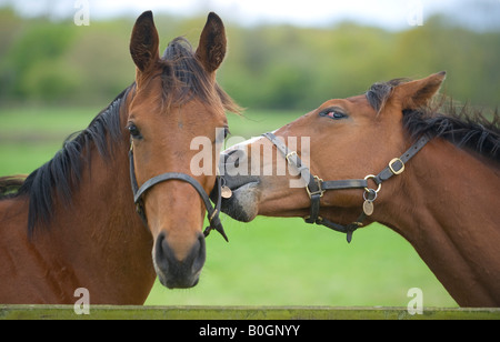 "Ein Wort ins Ohr" zwei verspielte Jungpferde auf einem Gestüt East Sussex. Bild von Jim Holden. Stockfoto