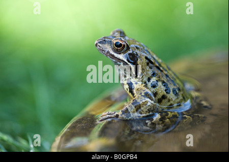 Rana Temporaria. Gemeinsamer Garten Frosch saß auf dem Rand von einem Stein Wasserbad in einem Garten. UK Stockfoto