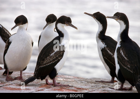 Imperial Shags - Phalacrocorax Atriceps Albiventer - auf einem Steg auf Pebble Island auf den Falkland-Inseln Stockfoto