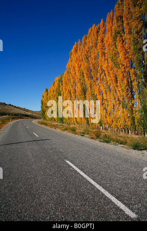 Eine Reihe von Pappeln zeigen ihre Herbst Farbe auf einer Straße nahe Roxburugh Central Otago Neuseeland Stockfoto