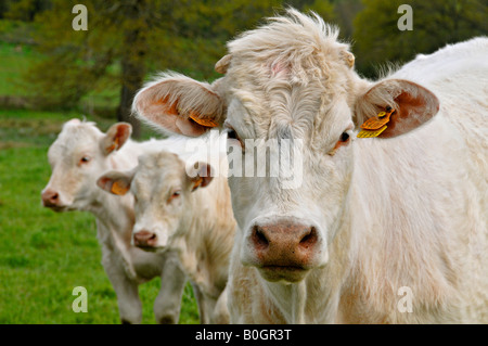 Drei Kälber in einem Feld Stockfoto