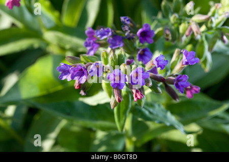 Lungenkraut (Pulmonaria Mollis) Stockfoto