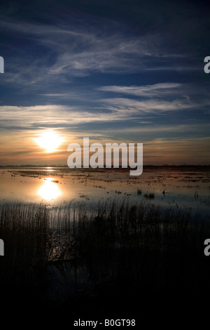 Winter Sonnenuntergang Röhrichten WWT Welney wäscht Nationalvogel Reserve Cambridgeshire England Großbritannien Großbritannien Stockfoto