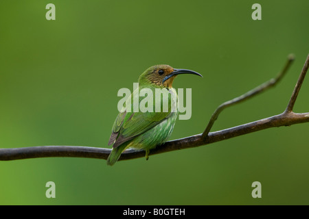 Lila Kleidervogel Cyanerpes Caeruleus Weibchen Stockfoto