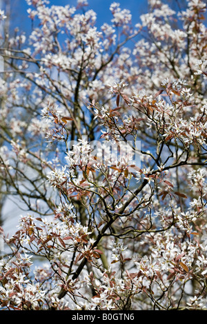 Amelanchier Canadensis - Shadbush Elsbeere Stockfoto