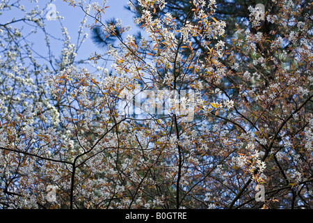 Amelanchier Utahensis - Utah Elsbeere Stockfoto