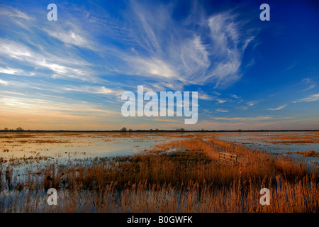 Winter Sonnenuntergang Röhrichten WWT Welney wäscht Nationalvogel Reserve Cambridgeshire England Großbritannien Großbritannien Stockfoto