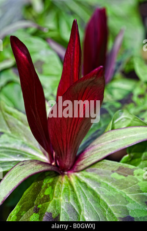 Trillium Chloropetalum - Holz-Lilie Stockfoto