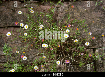 Mexikanische Berufkraut aka Daisy Berufkraut oder Santa Barbara Daisy, Asteraceae. Aus Mexiko aber weithin eingebürgert in UK Stockfoto