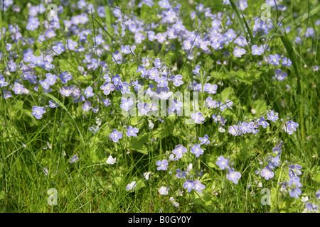 Gemeinsamen Feld-Ehrenpreis, Veronica Persica, Wegerichgewächse (Scrophulariaceae) Stockfoto