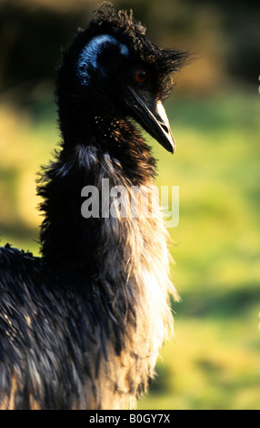 Emu Stockfoto