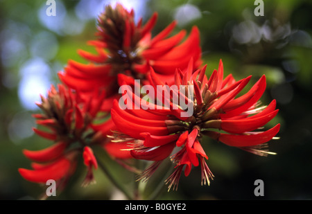 Erythrina Speciosa Blumen Stockfoto