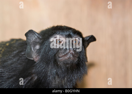 Golden-handed Tamarin Saguinus midas Stockfoto