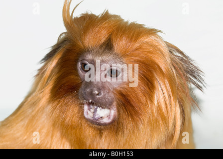 Goldener Löwe Tamarin (Leontopithecus Rosalia) Stockfoto