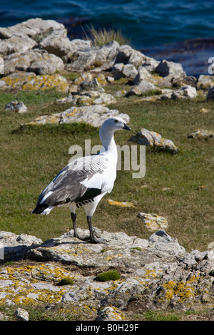 Männliche Upland Gans - Chloephaga Picta Leucoptera - auf Pebble Island in West Falkland auf den Falkland-Inseln Stockfoto