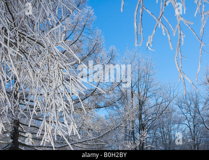 Winter Hintergrund Äste über blauen Himmel flachen Fokus mit Schnee bedeckt Stockfoto