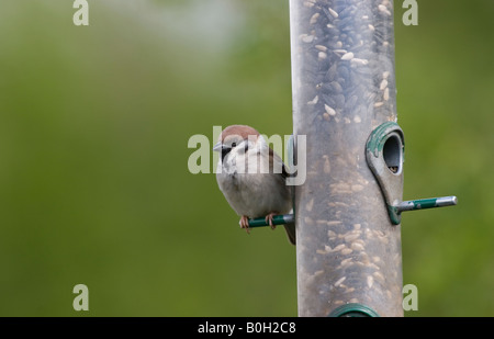 Baum-Spatz auf Saatgut Feeder UK Feder Stockfoto