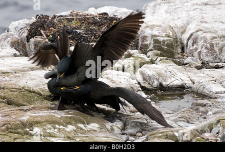 2 gemeinsame Shags (Phalacrocorax Aristotelis) kämpfen auf der Farne Islands Northumberland. Stockfoto