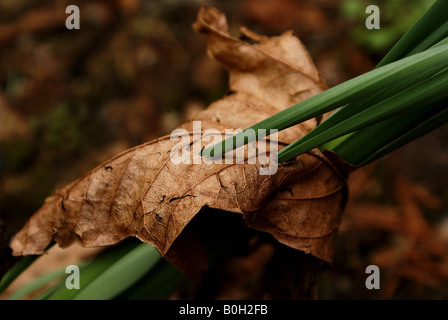 neues Wachstum durch zerfallende Blatt Stockfoto