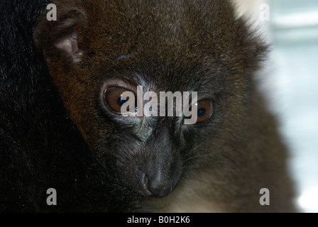 Red Bellied Lemur (Eulemur rubriventer) Stockfoto