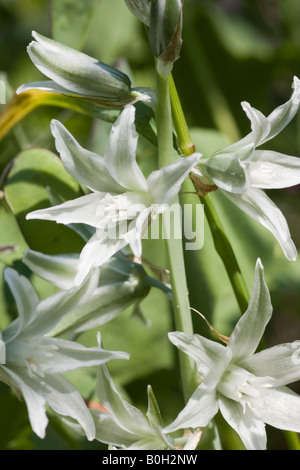 Nahaufnahme der herabhängenden Star-of-bethlehem, Ornithogalum Nutans, Blumen. Es stammt aus Asien Stockfoto