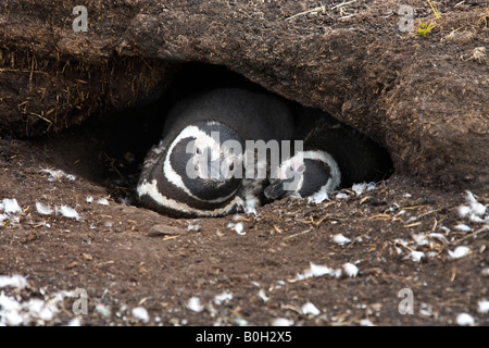 Magellan-Pinguine - Spheniscus Magellanicus - am Eingang zu buddeln dort auf Pebble Island auf den Falkland-Inseln Stockfoto