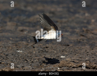 Hirundo Rustica Flug Frühling Spanien zu schlucken Stockfoto