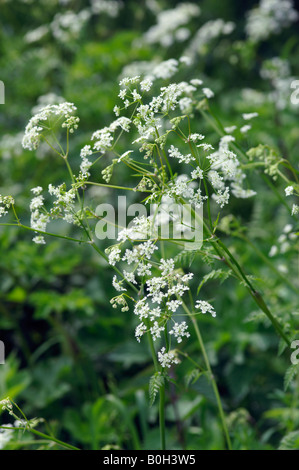 ANTHRISCUS SYLVESTRIS KUH PETERSILIE Stockfoto