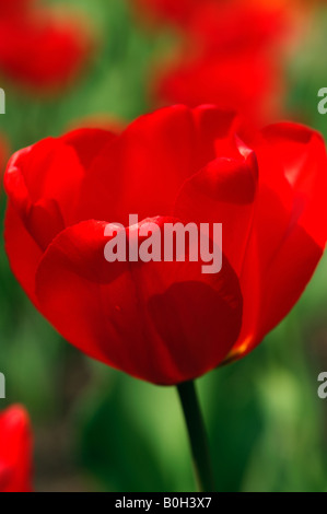 TULIPA APELDOORN TULPE Stockfoto