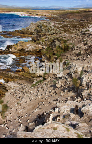 Rockhopper-Pinguin-Kolonie - Eudyptes Chrysocome - auf Pebble Island in West Falkland in Falkland-Inseln Stockfoto