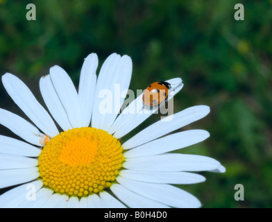 Marienkäfer Klettern Cammomile Blume Stockfoto