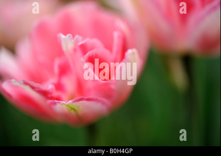 Gefüllte frühe Tulpen Blüten Foxtrot Stockfoto