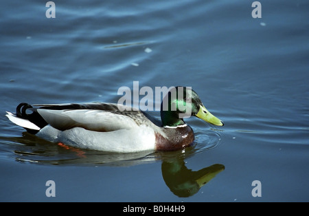 Stockente Drake. Stockfoto