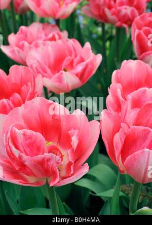 Gefüllte frühe Tulpen Blüten Foxtrot Stockfoto