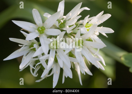 Die weißen Blüten der Bärlauch, Allium Ursinum Nahaufnahme. Die Blätter sind essbar. 9. Mai 2008, die Niederlande. Stockfoto