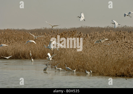 Silberreiher-Casmerodius Albus aussteigen neben Schilf Phragmites Australis in Yancheng NNR China im winter Stockfoto