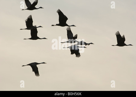 Silhouette mit Kapuze Kraniche Grus Monacha im Flug Stockfoto