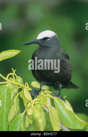 Schwarz oder weiß-Capped Noddy (Anous Minutus) Australien, Great Barrier Reef Heron island Stockfoto