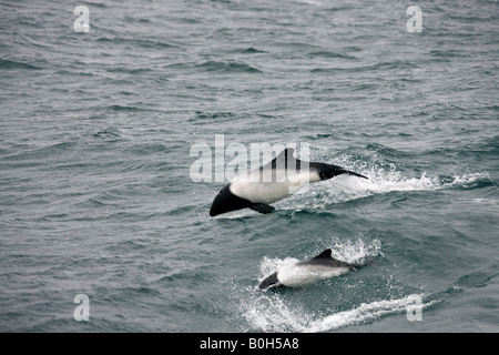 Mutter und junge Commersons Delphin im Atlantischen Ozean in der Nähe von den Falkland-Inseln - Cephalorhynchus commersonii Stockfoto