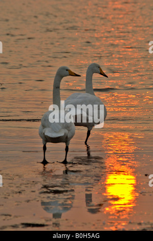 Whooper Schwäne Cygnus Cygnus in der Abenddämmerung in küstennahen Bucht Rongcheng Swan Naturschutzgebiet in der Abenddämmerung Shandong China ruhen Stockfoto