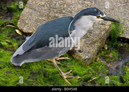 Schwarzen gekrönten Nachtreiher - Nycticorax Nycticorax Falklandicus - in East Falkland auf den Falkland-Inseln Stockfoto