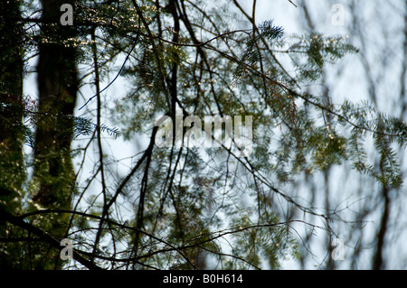 Abstrakte verschwommene Bäume im Frühling mit Gold reflektiert defokussierten Hintergrund Stockfoto