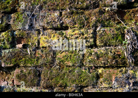 Eine alte Moos bedeckt Lehmziegel und Flintstone wall in Medmenham, Buckinghamshire, England Stockfoto