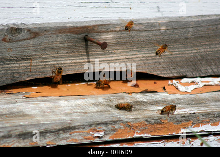 Bienenkorb Bienen umschwirrt den Eingang einer Holz-Box. Stockfoto