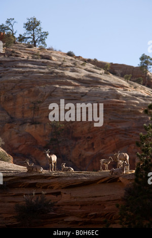 Gruppe von Wüste Dickhornschafe (Ovis Canadensis Nelsoni), Zion Nationalpark, Utah Stockfoto