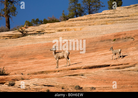 Wüste Dickhornschafe (Ovis Canadensis Nelsoni) Schaf und Lamm, Zion Nationalpark, Utah Stockfoto