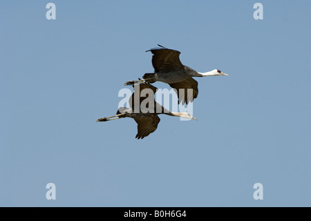 Mit Kapuze Kraniche Grus Monacha im Flug Stockfoto