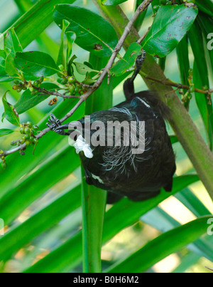 TUI, New Zealand einheimischen Vogel mit weißer Haube, pflücken von Beeren aus Zweigen Stockfoto