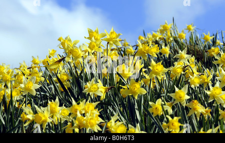 Daffodills bei St Mary s Kirche Stanford Bridge Worcestershire Frühjahr 2008 Stockfoto